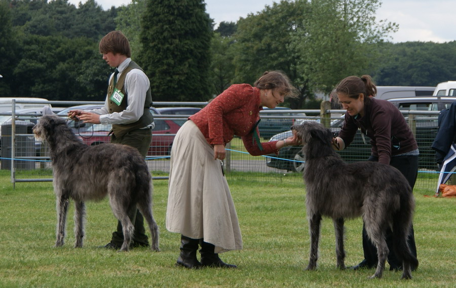 BOB & BOS Deerhound Club Breed Show 2010